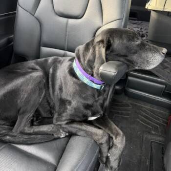 Black Labrador Retriever Dogs Available for Adoption - Luna D11081 | PetCurious