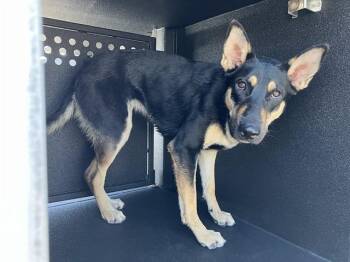 OCTAVIA -  German Shepherd Dog Dog for Adoption in Long Beach, California - OCTAVIA | PetCurious