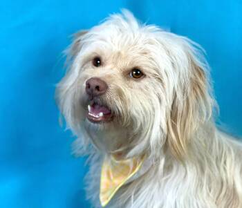 Rescue Havanese and Lhasa Apso Dogs for Adoption in Hondo, Texas - Gatsby | PetCurious
