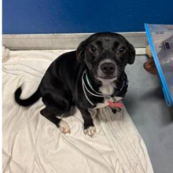 Bluebell -  Chihuahua and Mixed Breed Dog for Adoption in Tacoma, Washington - Bluebell | PetCurious