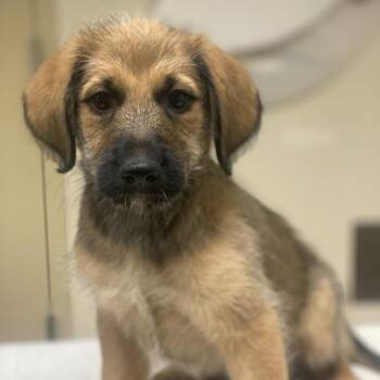 Shepherd and Mixed Breed Dogs Available for Adoption in Riverside, California - Wilbert | PetCurious
