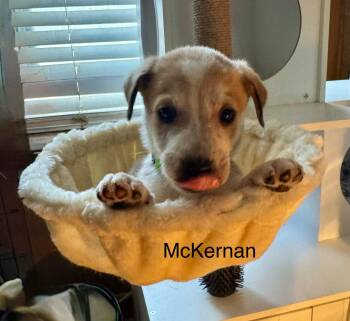 Beagle and Australian Cattle Dog Blue Heeler Dogs Available for Adoption - McKernan | PetCurious