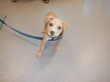 Pit Bull Terrier Dogs Available for Adoption in San Jose, California - A1405476 | PetCurious