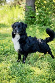 Bear Bear -  Collie and Dachshund Dog for Adoption in Frankfort, New York - Bear Bear | PetCurious