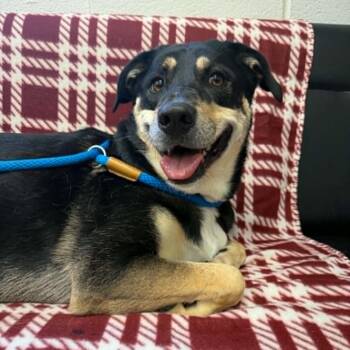 Zoe -  Shepherd Dog for Adoption in Orange, Virginia - Zoe | PetCurious