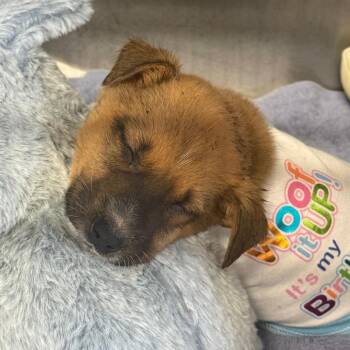 Mixed Breed Dogs Available for Adoption in Austin, Texas - Jim | PetCurious