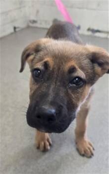 EUGENE -  German Shepherd Dog Dog for Adoption in San Bernardino, California - EUGENE | PetCurious