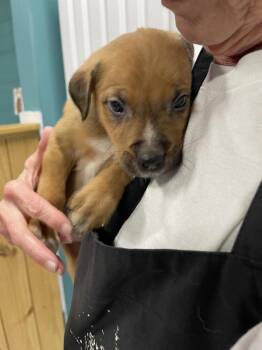 Mixed Breed Dogs Available for Adoption in Chattanooga, Tennessee - Chaco | PetCurious