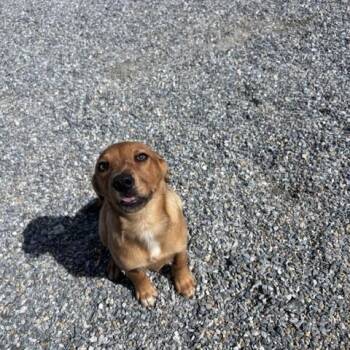 Zippy -  Shepherd Dog for Adoption in Marion, North Carolina - Zippy | PetCurious