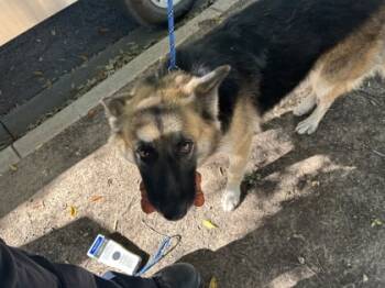 Rescue German Shepherd Dog and Mixed Breed Dogs for Adoption in Fort Worth, Texas - 59757729 | PetCurious