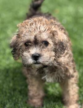 Border Terrier and Poodle Dogs Available for Adoption in Phoenix, Arizona - Shock | PetCurious
