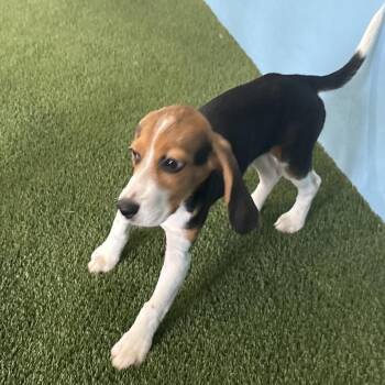 ?GH6 9874 aka Sleepy -  Beagle Dog for Adoption in Loxahatchee Groves, Florida - ?GH6 9874 Aka Sleepy | PetCurious