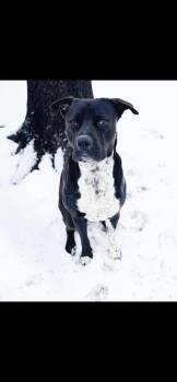 Rescue Pit Bull Terrier Dogs for Adoption in Dalworthington Gardens, Texas - Elvis | PetCurious