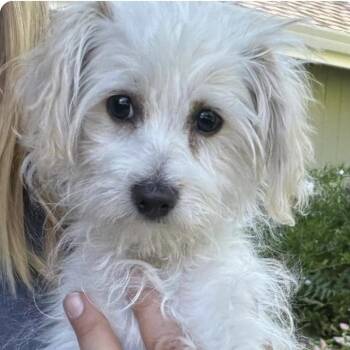 Audrey -  Maltipoo Dog for Adoption in Larkfield-wikiup, California - Audrey | PetCurious