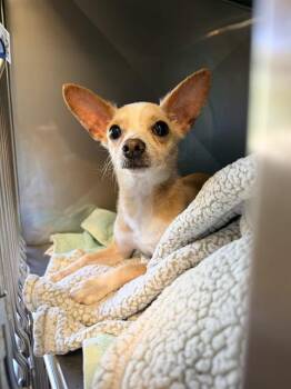 CHESS -  Chihuahua Dog for Adoption in Santa Cruz, California - CHESS | PetCurious