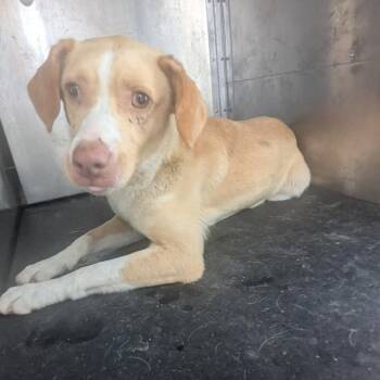 Terrier Dogs Available for Adoption in Birmingham, Alabama - Marvel | PetCurious