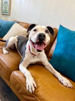 Georgie Smiles Best Smile Around Town -  Pit Bull Terrier and American Staffordshire Terrier Dog for Adoption in Friendswood, Texas - Georgie Smiles Best Smile Around Town | PetCurious