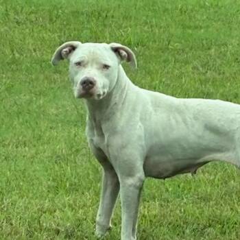 Jemimiah -  Cane Corso and Pit Bull Terrier Dog for Adoption in East St. Louis, Illinois - Jemimiah | PetCurious