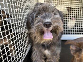A1930503 -  Terrier and Mixed Breed Dog for Adoption in Riverside, California - A1930503 | PetCurious