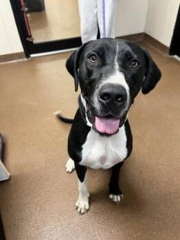 Birdie -  Mixed Breed Dog for Adoption in Winfield, Kansas - Birdie | PetCurious
