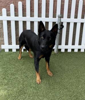 German Shepherd Dog Dogs Available for Adoption in Modesto, California - A610987 | PetCurious