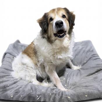 Huckleberry -  Great Pyrenees Dog for Adoption in Seguin, Texas - Huckleberry | PetCurious