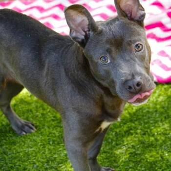 Lexi -  Mixed Breed and None Dog for Adoption in Hopkinton, Massachusetts - Lexi | PetCurious