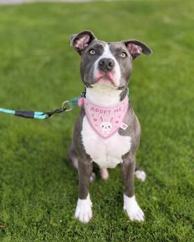 Junior (aka Socks) -  Pit Bull Terrier Dog for Adoption in Los Angeles, California - Junior (aka Socks) | PetCurious