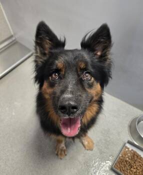 Zander -  Australian Shepherd Dog for Adoption in Wellington, Kansas - Zander | PetCurious