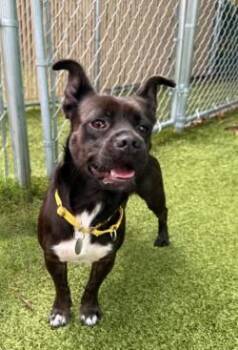 Toby -  Mixed Breed Dog Available for Adoption in Savannah, Georgia - Toby | PetCurious