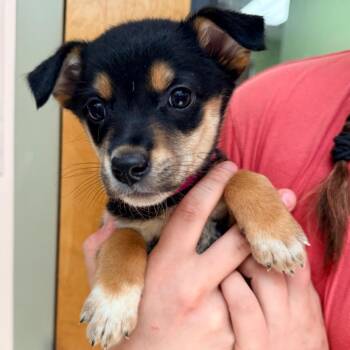 Stitch -  Australian Shepherd and Mixed Breed Dog for Adoption in Columbus, Georgia - Stitch | PetCurious