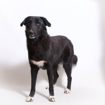 Rescue Anatolian Shepherd and Mixed Breed Dogs for Adoption in Montgomery, Alabama - Buddy | PetCurious
