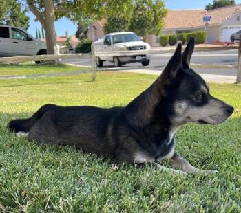 Rudy -  Corgi and German Shepherd Dog Dog for Adoption in Victorville, California - Rudy | PetCurious