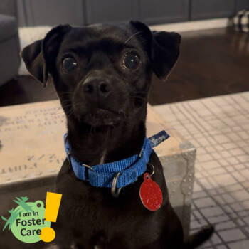 Rescue Mixed Breed Dogs for Adoption in Pittsburgh, Pennsylvania - Panther | PetCurious