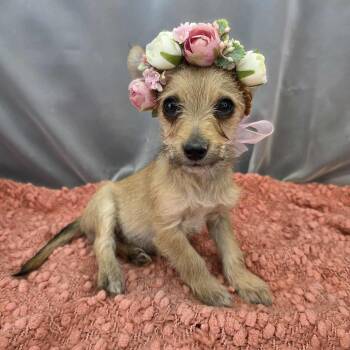 Chihuahua and Corgi Dogs Available for Adoption in Foley, Alabama - Fireball | PetCurious