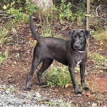 Ember -  Labrador Retriever Dog for Adoption in Thibodaux, Louisiana - Ember | PetCurious