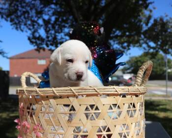 Rescue Mixed Breed Dogs for Adoption in Pflugerville, Texas - Ouida Pearl | PetCurious