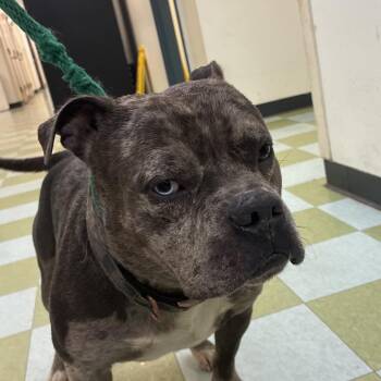 Gomez -  Mixed Breed Dog for Adoption in Philadelphia, Pennsylvania - Gomez | PetCurious