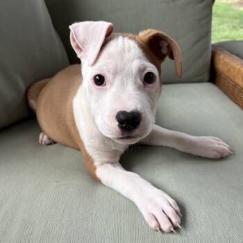 Nugget -  Terrier Dog for Adoption in Cornelius, North Carolina - Nugget | PetCurious