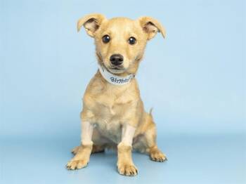 Chihuahua Dogs Available for Adoption - SPUD | PetCurious