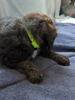 Paris (neon green) - Gavi -  Retriever Dog for Adoption in Lakeland, Florida - Paris (neon Green) - Gavi | PetCurious