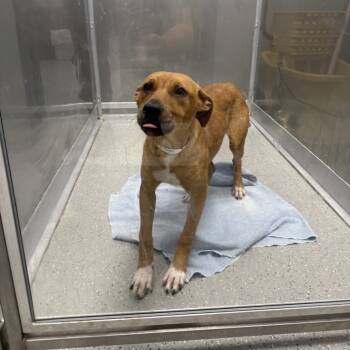 Rescue Labrador Retriever Dogs for Adoption in New York, New York - Erin | PetCurious