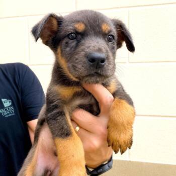 Auggie -  Australian Shepherd and Mixed Breed Dog for Adoption in Monroe, Georgia - Auggie | PetCurious