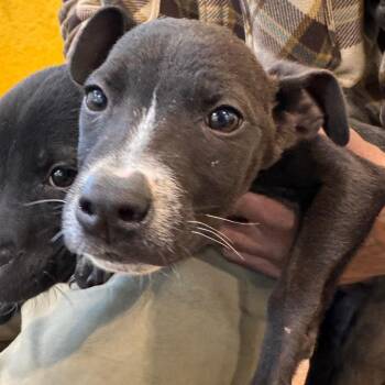 Hound Dogs Available for Adoption in Lynchburg, Virginia - Robin | PetCurious