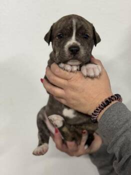 Dutch Shepherd and Boxer Dogs Available for Adoption in Morton Grove, Illinois - Nathaniel | PetCurious