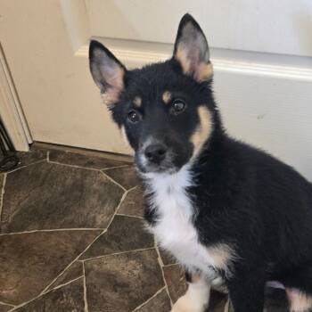 Smokey -  Husky and Mixed Breed Dog for Adoption in Oakville, Washington - Smokey | PetCurious