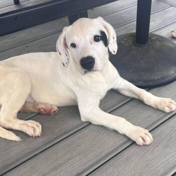 Mayo -  Spaniel Dog for Adoption in Fountain Hill, Pennsylvania - Mayo | PetCurious