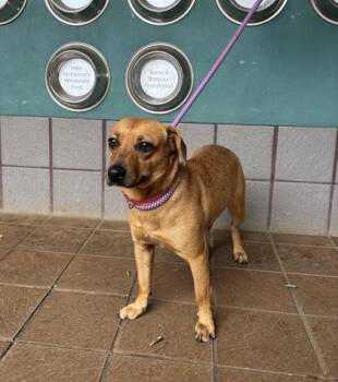 Terrier and Mixed Breed Dogs Available for Adoption - Love Struck | PetCurious