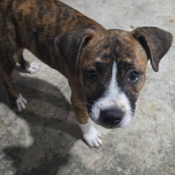 Rescue Mixed Breed and Labrador Retriever Dogs for Adoption in Guaynabo, Guaynabo - Prada | PetCurious