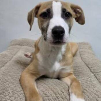 Faith -  Pit Bull Terrier and Mixed Breed Dog for Adoption in Fort Collins, Colorado - Faith | PetCurious